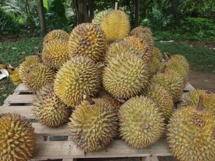 A file photo of durians.