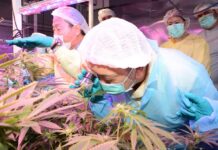 Thai Law: FDA to Allow Private Medical Cannabis Production
