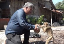 Thai Coconut Farmers Deny PETA Animal Cruelty Charge