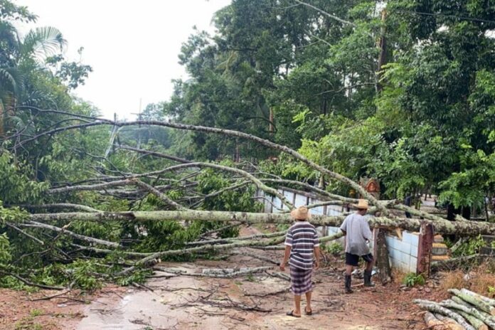 A felled tree on July 1, 2020 after a storm in Phatthalung province.