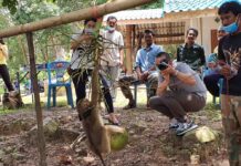 Opinion: Thai Monkey Business in Coconut Trouble