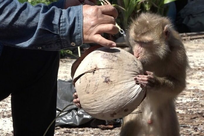 A monkey plays with a coconut on Samui island.