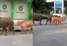 Buffalos Break Free from Slaughterhouse, Rescued by Nun