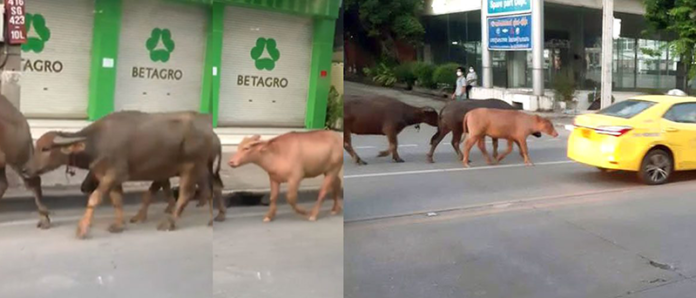 Buffaloes on On Nut Road on July 22, 2020. Photos: JS100 / Facebook
