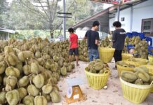 Thailand’s Agricultural Exports Under FTA Reach 500 billion baht Agricultural