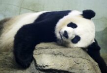 National Zoo Awaits Birth of Pandemic Panda Cub