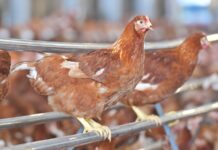 CPF Fully Prepared for Thailand’s New Standard on Cage-Free Farming Practices, Ready To Pass on Knowledge To Farmers