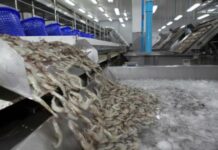 Thailand’s Environmental-Friendly Shrimps Set To Entice More American Consumers
