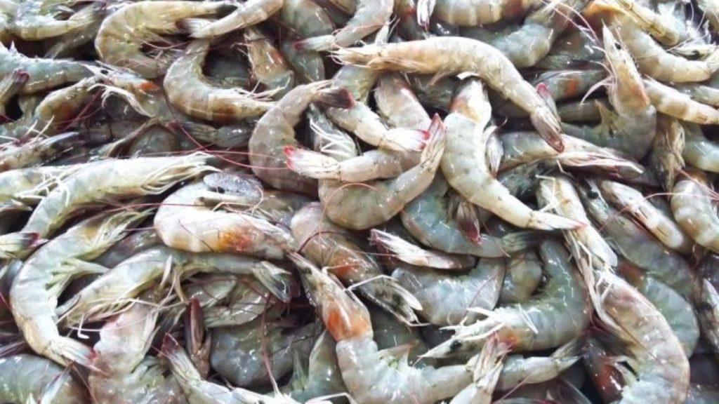 CPF Shrimp 4