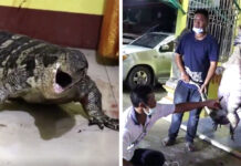Ai Hia! Monitor Lizard Invades Temple, Crowd Goes Wild (Video)