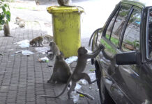 Macaques Invade House During 4-Day Songkran Vacation