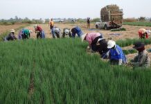 Strong Baht, Low Rice Production Weigh Down Thai Exports