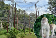 Simian Park: New Habitat Built to House Stray Monkeys