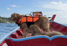 “Money and Fanta,” Retrievers with Green Hearts