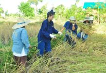 New Budget To Assist Rice Farmers Approved as Price Plummets