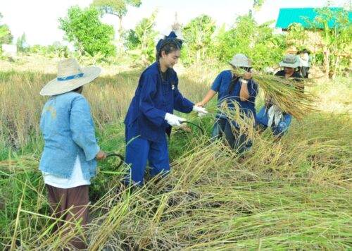New Budget To Assist Rice Farmers Approved as Price Plummets