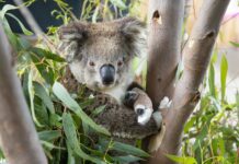 Koalas Return To Aussie Wild After Rescues From Bushfires