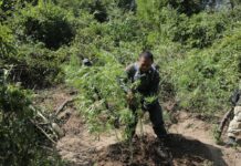 Quality Tourism: 8 Provinces To Offer Medical Marijuana Tour