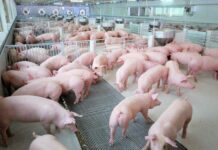 CP Foods Sees Pork Price To Remain High in 2021