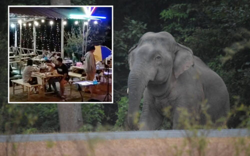 It’s Munch Time: Elephant ‘Invades’ BBQ Restaurant, Snacks on Fruits
