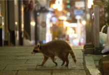 Raccoon Spotted in Central Osaka as Virus Keeps Humans Indoors