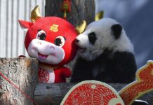 China Reserve Shows off 10 Panda Cubs To Mark Lunar New Year