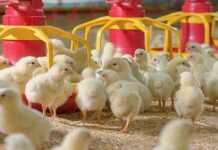 CP Foods on Maximum Safety Measures Against Bird Flu and COVID-19 Outbreaks