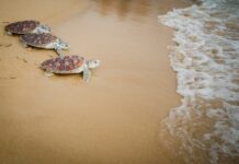 JW Marriott Phuket Resort & Spa To Introduce Purpose-Driven Environmental Protection Experience as Part of ‘Good Travel With Marriott Bonvoy’