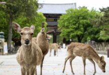 Man Arrested for Killing Protected Wild Deer in Japan