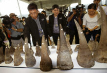 Thailand Says 330 Million Baht Seized in Wildlife Trafficking Sting