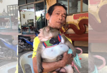 Obese ‘Godzilla’ the Monkey Goes to Diet Rehab