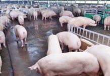 CP Foods Moves up One Tier on the Latest Business Benchmark on Farm Animal Welfare