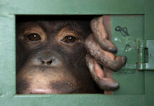 Thailand Aims at Pandemic Risks by Fighting Wildlife Trade