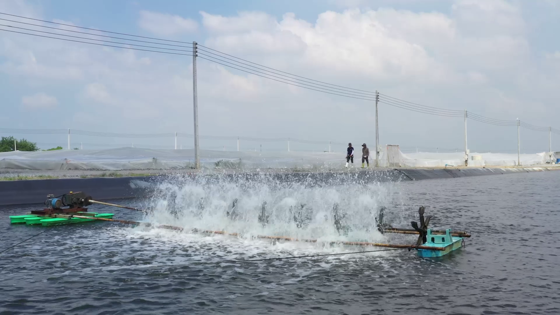 CP Foods shrimp farm5