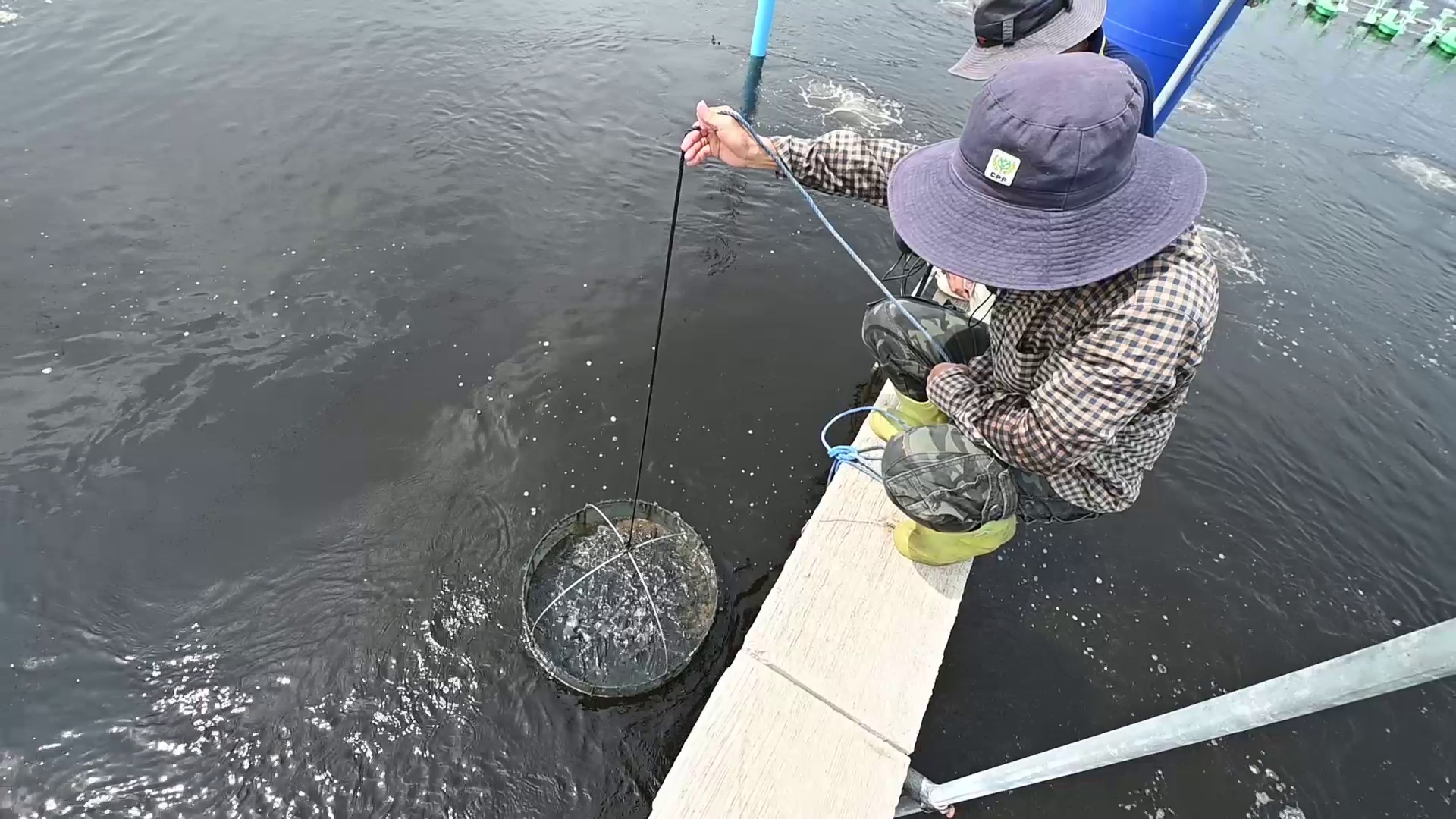 shrimp farm7