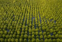 CP Foods Moves Towards Low-Carbon Organization, Help Driving the “Decade of Ecosystem Restoration”