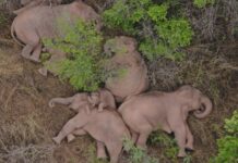 China’s Wandering Elephants Becoming International Stars In this aerial photo taken June 7, 2021 and released by the Yunnan Forest Fire Brigade, a migrating herd of elephants rests near Xinyang Township in Jinning District of Kunming city in southwestern China's Yunnan Province. Photo: Yunnan Forest Fire Brigade via AP