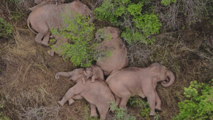 In this aerial photo taken June 7, 2021 and released by the Yunnan Forest Fire Brigade, a migrating herd of elephants rests near Xinyang Township in Jinning District of Kunming city in southwestern China's Yunnan Province. Photo: Yunnan Forest Fire Brigade via AP