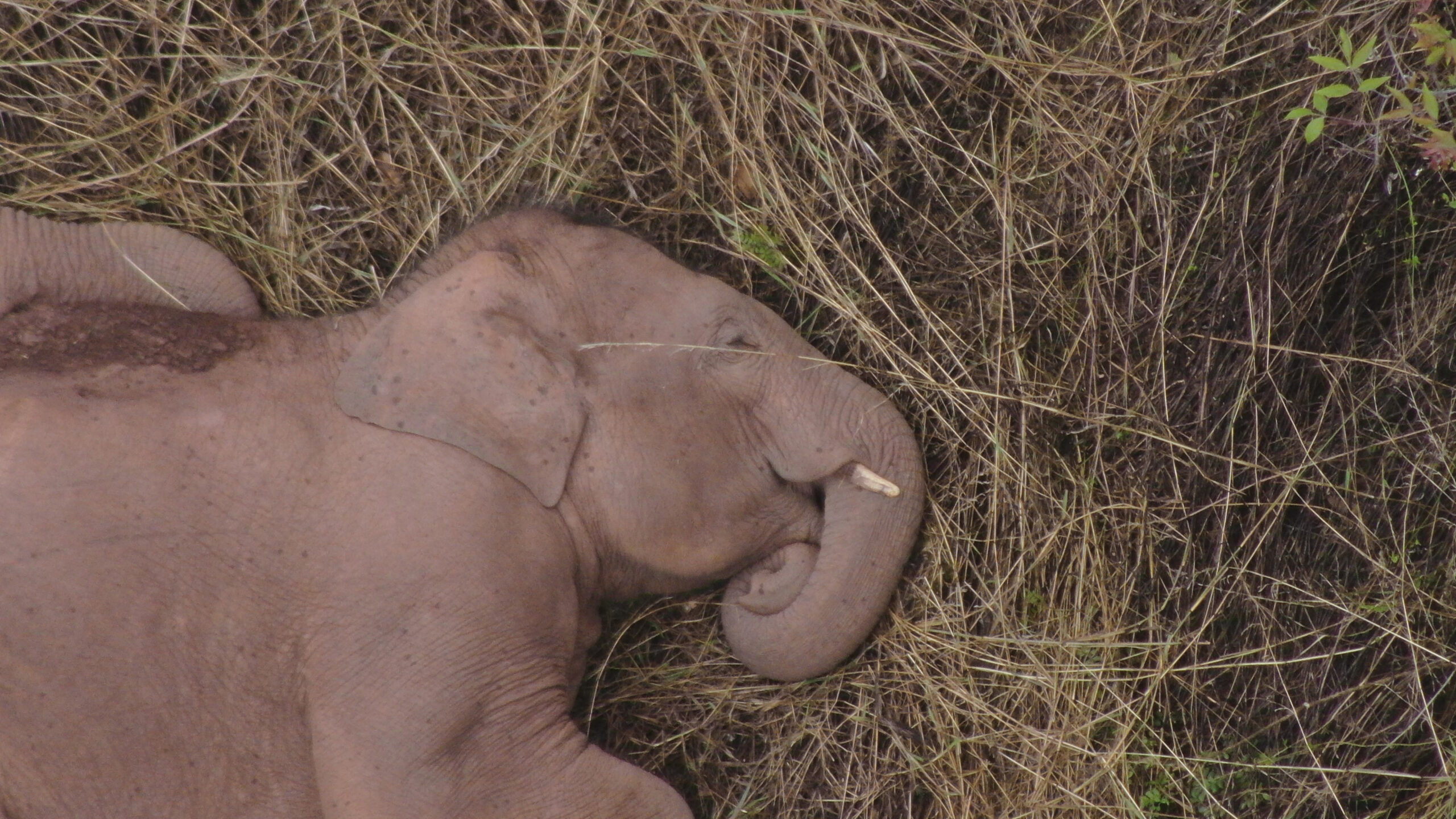 In this June 7, 2021 photo released by the Yunnan Forest Fire Brigade, a member of a migrating herd of elephants rests near Xinyang Township in Jinning District of Kunming city in southwestern China's Yunnan Province. Photo: Yunnan Forest Fire Brigade via AP