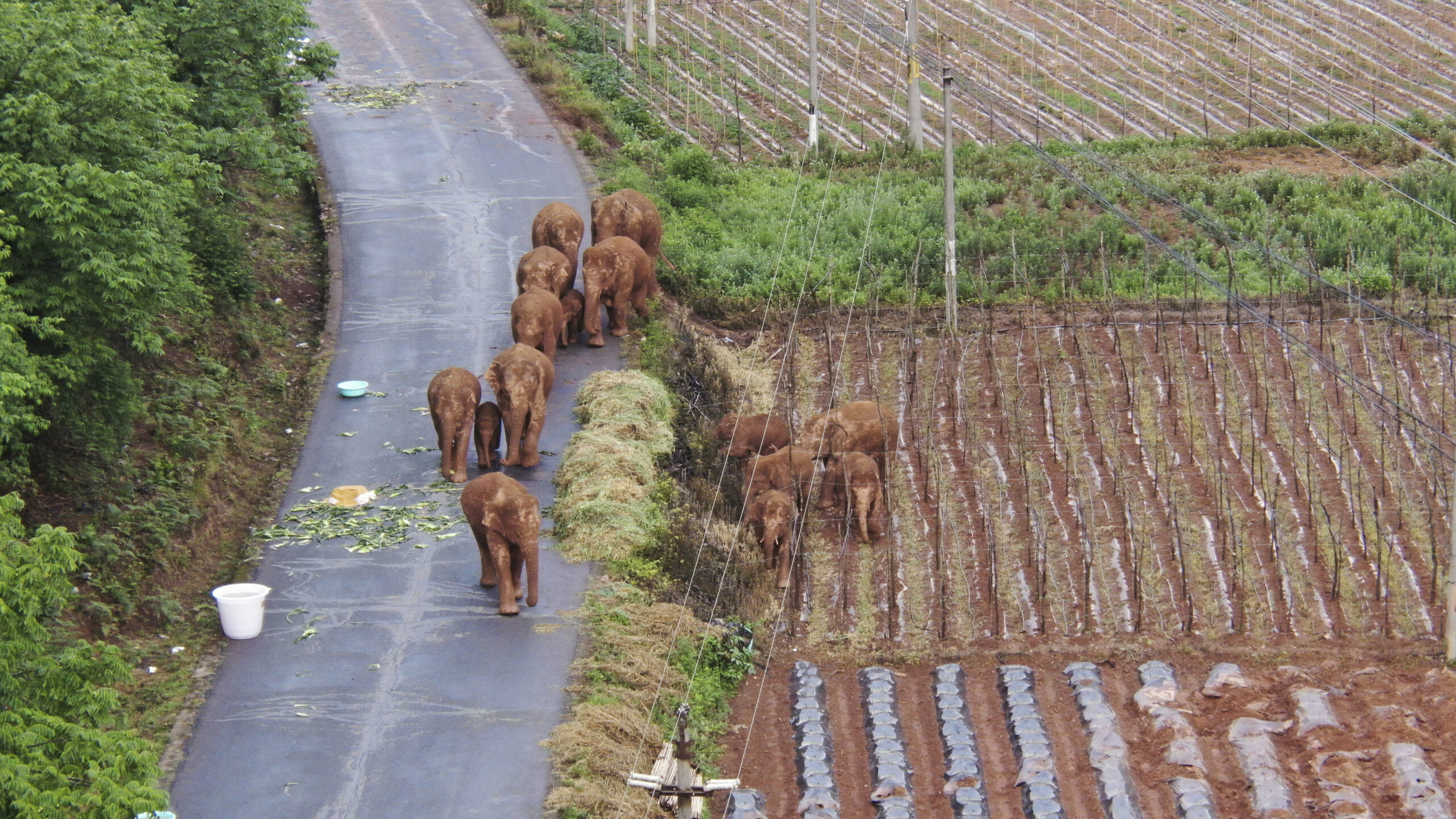 In this photo taken June 4, 2021 and released by Yunnan Forest Fire Brigade, a migrating herd of elephants roam through farmlands of Shuanghe Township, Jinning District of Kunming city in southwestern China's Yunnan Province. Photo: Yunnan Forest Fire Brigade via AP