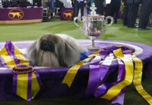 Prime Peke! Wasabi the Pekingese Wins Westminster Dog Show