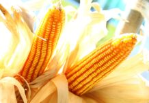 CPF Bids To Create Model Communities in Nakhon Ratchasima and Uthai Thani To Promote “Zero Burning” Maize Production
