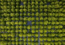 CP Foods committed to fight deforestation across supply chain
