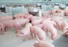 CP Foods humane farming model with animal welfare innovations