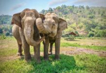 Visit an Elephant Nature Park During Your Next Trip to Thailand