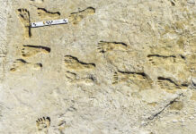 Oldest Human Footprints in North America Found in New Mexico