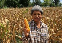 CP Foods urge maize growers to join digital traceability program, ensuring the sustainable sourcing