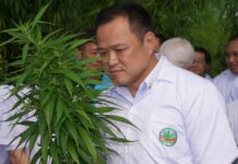 Anutin Pushes for Wider Legalization of Cannabis Substances