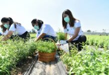 CP Foods joins hand with CP Group to deliver free traditional herbal medicine for vulnerable groups during COVID-19 outbreak