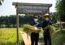 GULF promotes sustainable rice farming practices and empowers farmers with healthier variety of rice